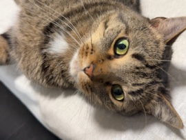 American Shorthair – Meet Muddy🐾 – Dalton