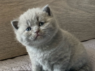British Shorthair – BRITISH BLUE SHORTHAIR – Chorley