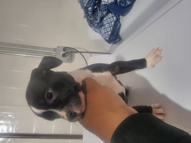 American bully