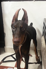 Doberman Pinscher – for sale european doberman