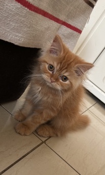 Aegean – cat for sale with litter box 3month shirazi cat ***