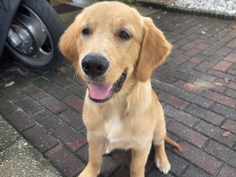 Golden Retriever