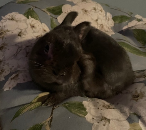 Adorably Sweet Dwarf Bunny