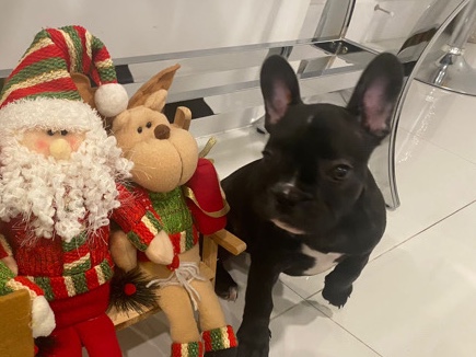 French Bulldog – French Bulldog
