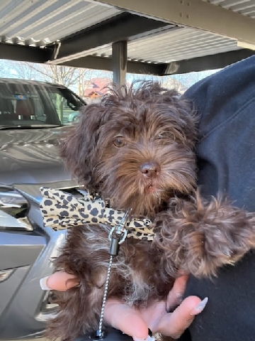Schnoodle Puppy