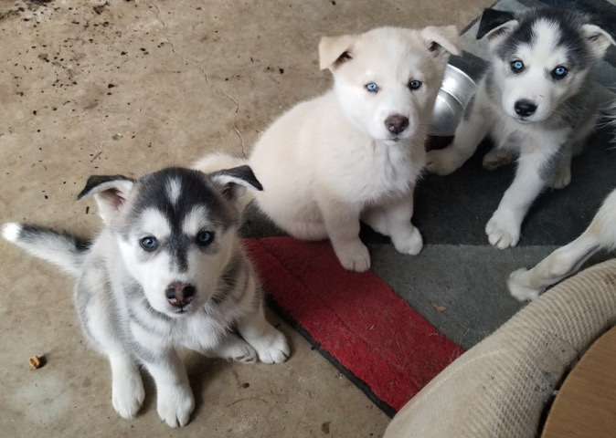 petshome%2Fadverts%2Fwm4FLrQzcgpha93qIcwe%2Fmain image