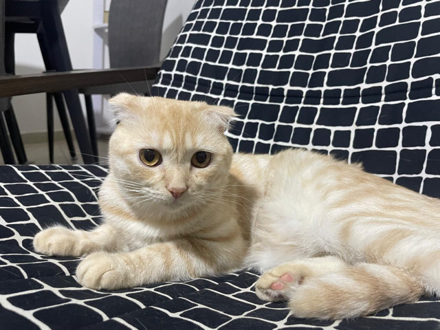 Scottish Fold – Male Scottish Fold Cat