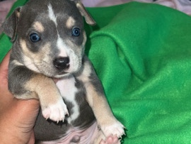Chihuahua – Chipit Puppies