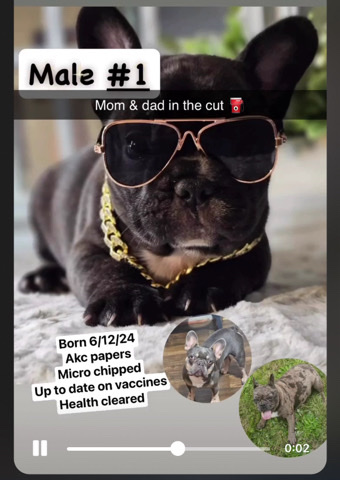 French Bulldog – sale