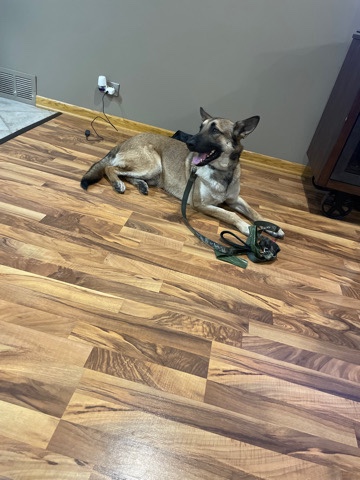 German Shepherd – German Shepard