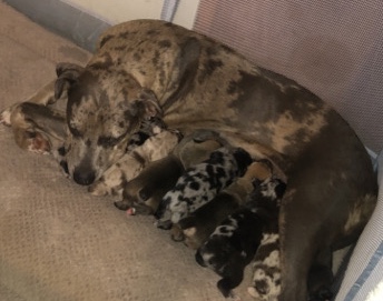 Cane Corso – Cane Corso Catahoula puppies – Des Arc