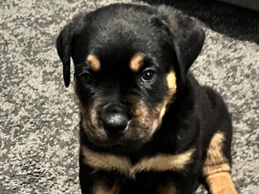 Rottweiler – Last chunky Rottweiler male puppy