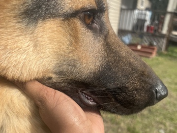 German Shepherd – Full bread German shepherd
