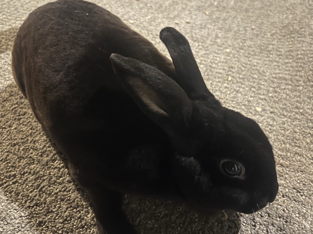 Black rabbit for sale – Columbus