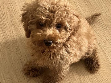 Poodle – toypudel Welpe – Weilmünster