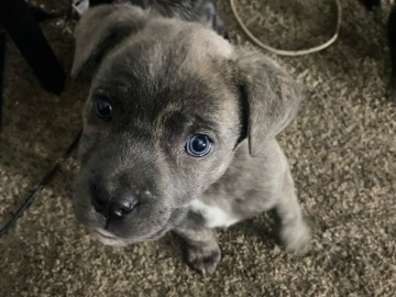 Cane Corso – Hit me wit prices for Nola. – Moreno Valley