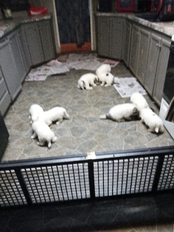 Great Pyrenees – Great Pyrenees puppies