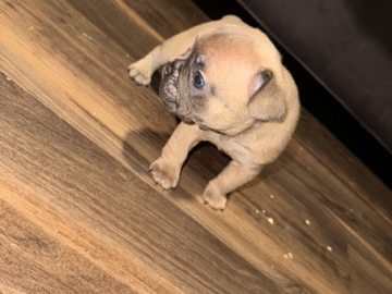 French Bulldog – negociable – Sugar Land