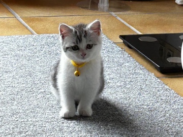 British Shorthair - BKH Kitten – 12 Wochen alt – Männchen & Weibchen – geimpft available for adoption in Schöppingen