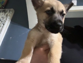 Labrador Husky – lab/husky/ – Rochester