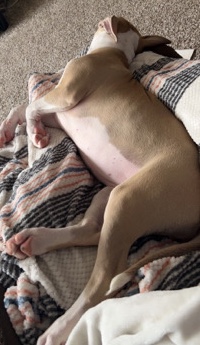 Buy American Pit Bull Terrier Chief for sale in your area