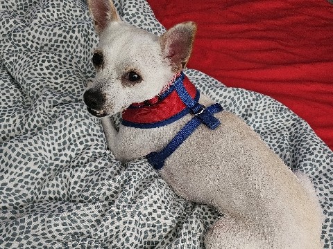 Chihuahua – Onyx chihuahua