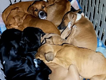 Blue Bully XL/Boxer Puppies – Smithville