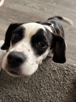 Beagle – female puppy