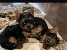 Yorkshire Terrier – Yorkshire Terrier mini Welpen – Berlin