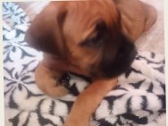 Cane Corso – AKC Certified Cane Corso Puppies