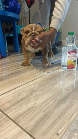 Mini male englishbulldog