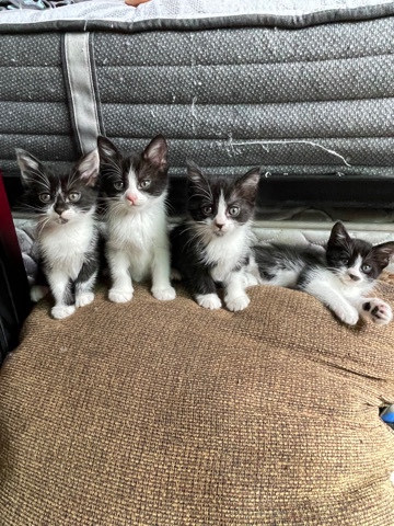 American Shorthair – Adorable kittens