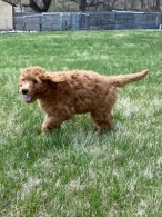 Buy pet Goldendoodle  for sale in your area