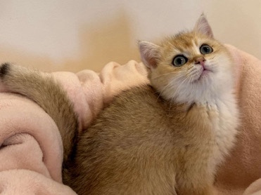 British Shorthair – British shorthair golden chinchilla