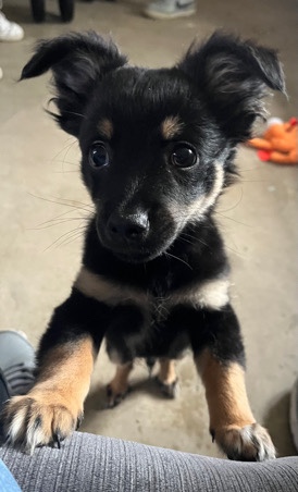 Pomeranian – pomrainian x chihuahua