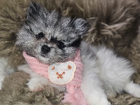 Pomeranian – Unsere Zwergspitz Welpen dürfen ausziehen