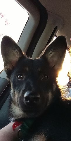 Pembroke Welsh Corgi – Corgi German shepherd mix