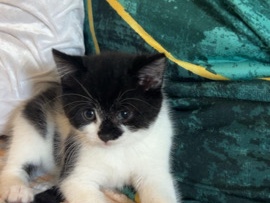 British Semi-longhair -  8-Week-Old Kitten (Girl) – Ready for a Lov available for adoption in Leeds