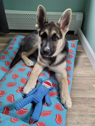 German Pinscher – beautiful german shepherd