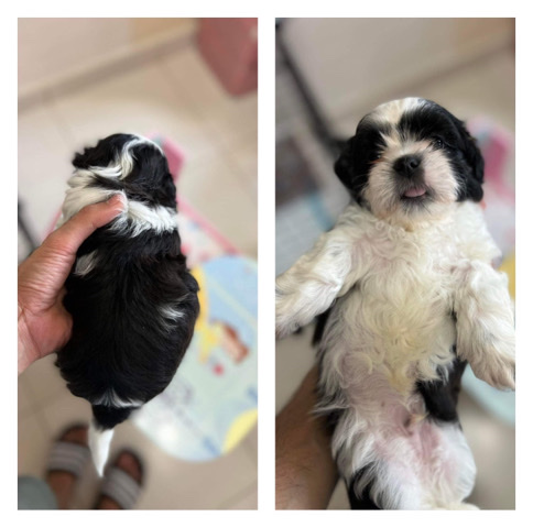 Shih Tzu – pure shih tzu