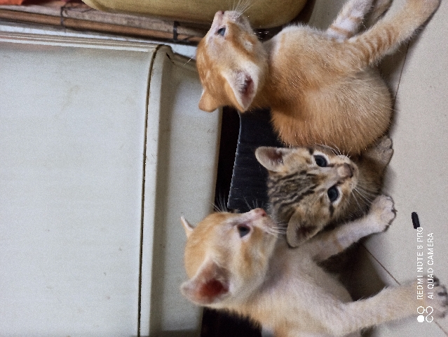 Bombay – cute small 1.5 month kittens