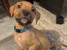 3 month cane corso x terrier mix (boy)