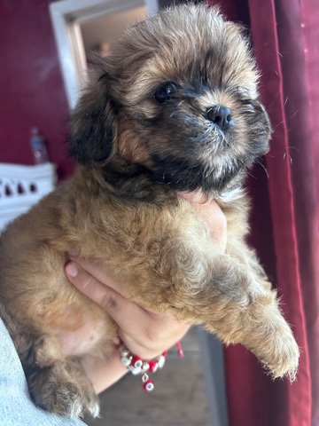 Shih Tzu – pink collar