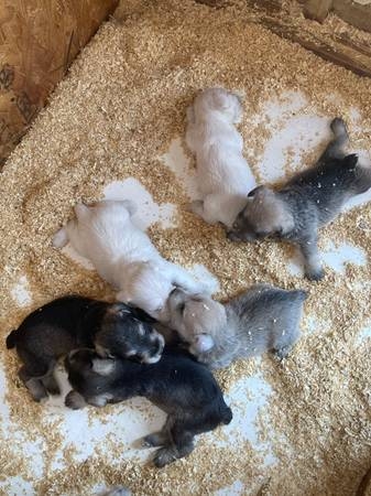pure miniature schnauzer