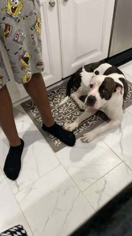American Pit Bull Terrier – Rehome