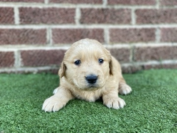 Golden Retriever – Golden Retriever Puppies!!! – Marshville