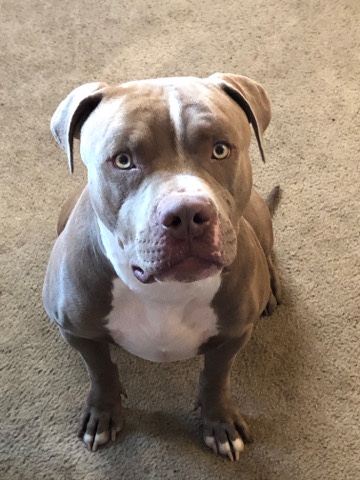 Bull Terrier – 2 year old bully