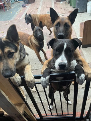 German Shepherd – Rehoming one female German shepherd and a female pet bull and a male melonios