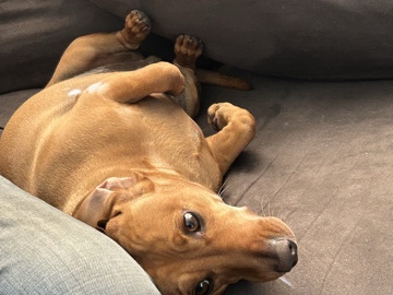 Shy but Loyal Wiener Dog 🐾 Big Foodie, Big Heart ❤️