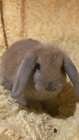 Lionlop Rabbit Kit (Buck)